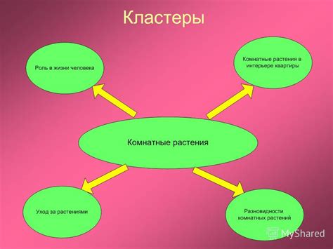 Роль растений в очищении квартиры от негатива