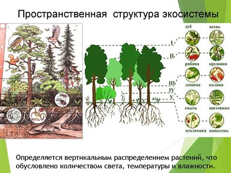 Роль растения в экологической системе