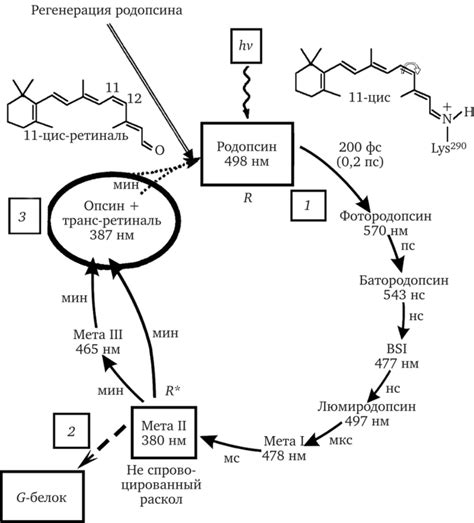 Роль родопсина