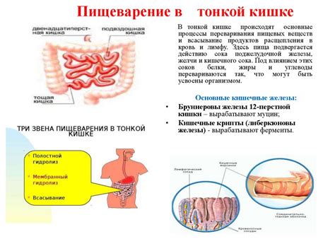 Роль рубца в пищеварении