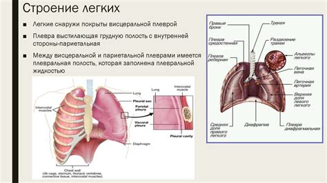 Роль сердца и легких в возникновении одышки