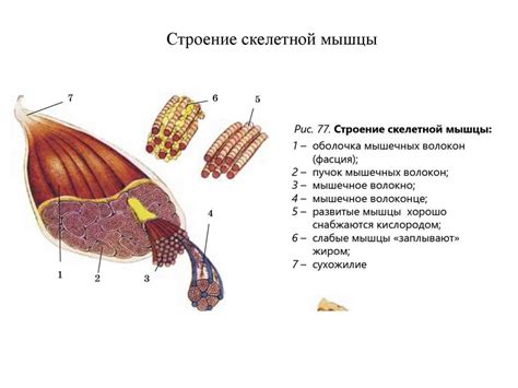 Роль слабых мышц и несбалансированности