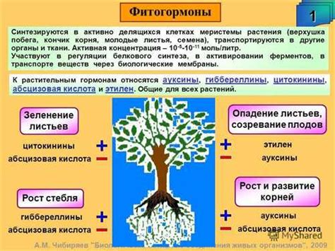 Роль смолы в росте и развитии деревьев