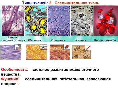 Роль соединительной ткани в процессе регенерации организма