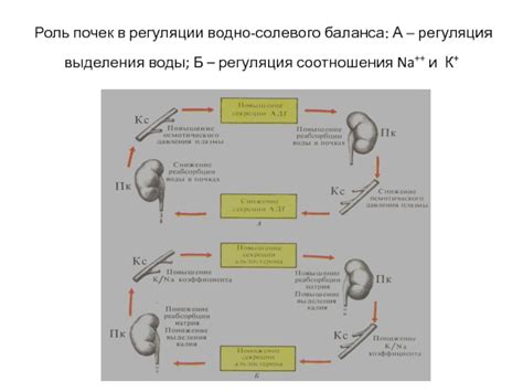 Роль соли в регуляции водного баланса