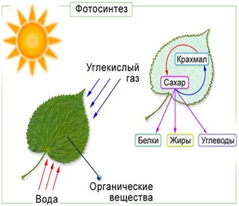 Роль солнечного света в фотосинтезе