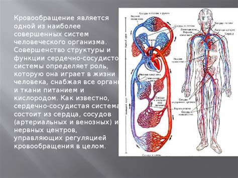 Роль сосудов для организма