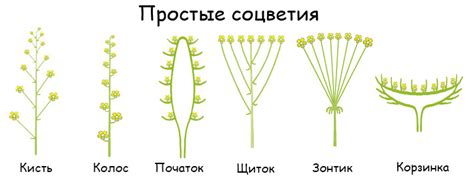 Роль соцветий у растений