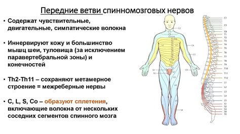 Роль спинномозговых нервов в организме