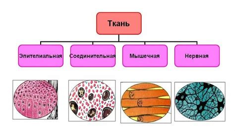 Роль строения тканей в технических материалах