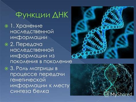 Роль суррогатной матери в процессе передачи генетической информации