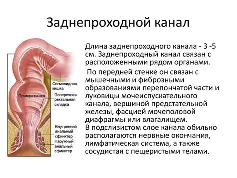 Роль тазового дна у мужчин и женщин