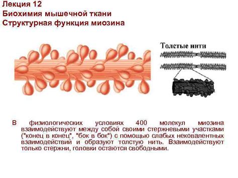 Роль толстых миозиновых нитей в мышечной сократительной активности