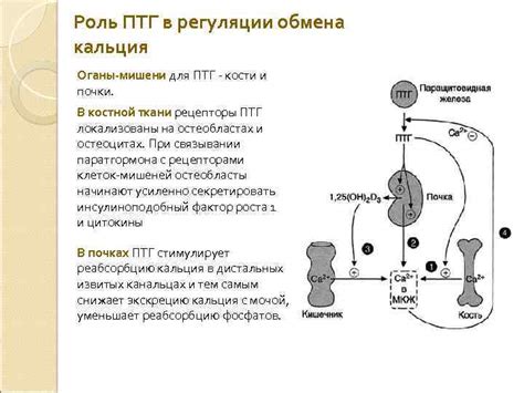 Роль торасемида в регуляции уровня кальция