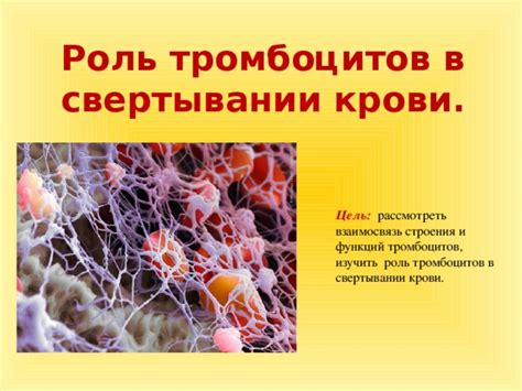 Роль тромбоцитов в свертывании крови