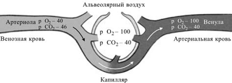 Роль устьиц в газообмене