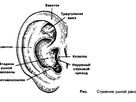 Роль ушной раковины и слухового прохода