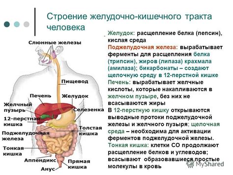 Роль ферментов в процессе