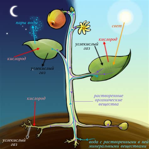 Роль фотосинтеза в обеспечении растений питательными веществами