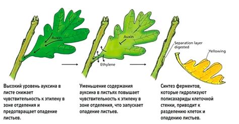 Роль хлорофилла в опадении листьев