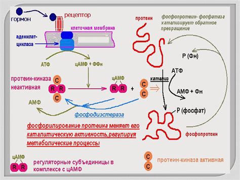 Роль цАМФ в клеточной сигнализации и регуляции биологических процессов