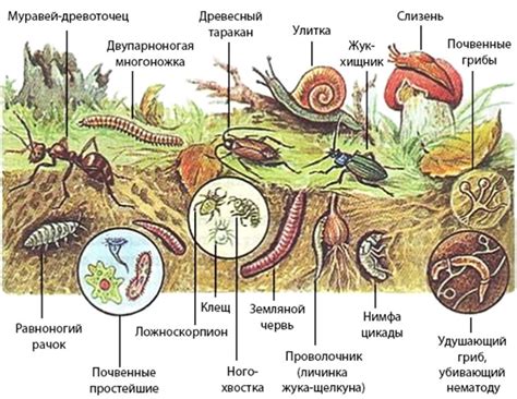 Роль цеолита в почве