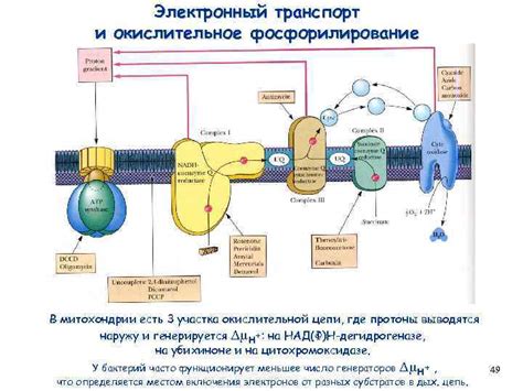 Роль электронного транспорта в окислительной системе