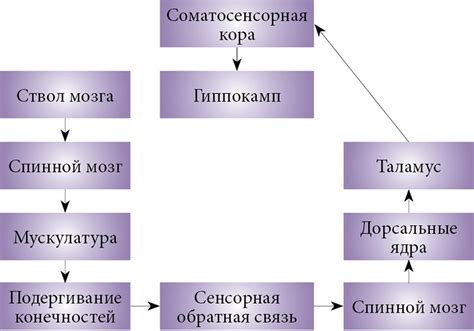 Роль эмоционального состояния во время сна