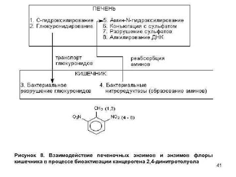 Роль энзимов в процессе потери хрустящей структуры огурцов