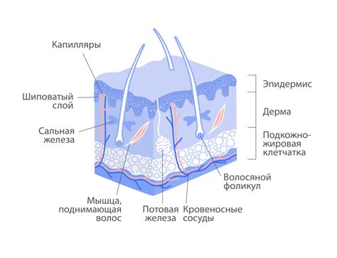 Роль эпидермиса