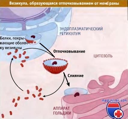 Роль эпс в клеточной коммуникации