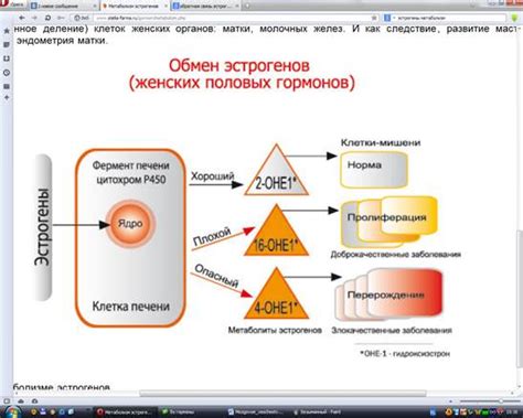 Роль эстрогенов и прогестерона