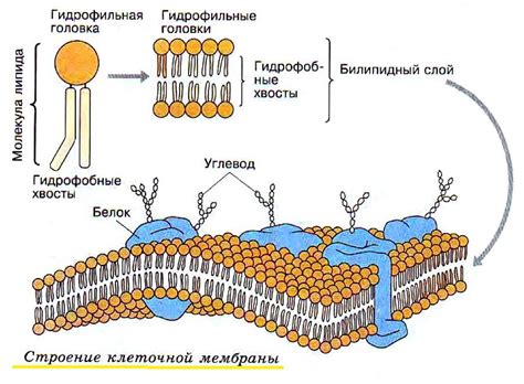 Роль ядра в клеточной структуре растений