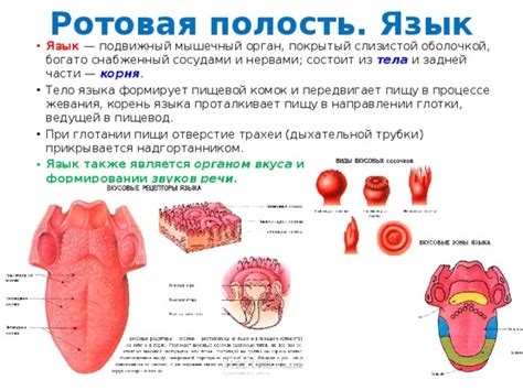 Роль языка в процессе жевания и поглощения пищи