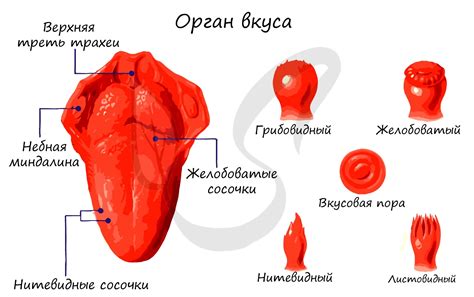 Роль языка и вкусовых рецепторов