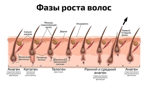 Ростовые фазы волос