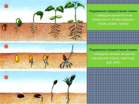 Рост и развитие проростков: