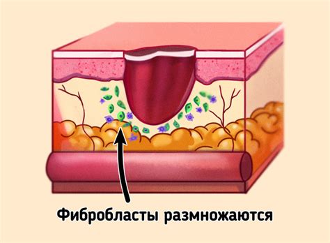 Рост новой кожи