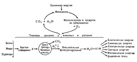 Рубцевое тканевое образование