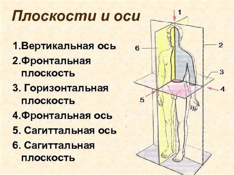 Руки и их положение в пространстве