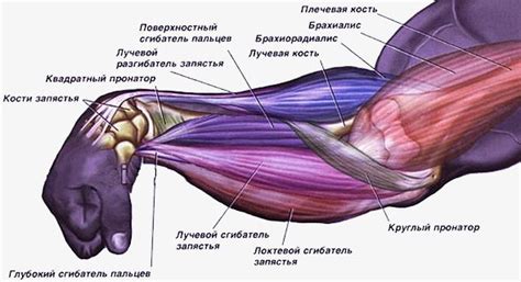 Руки и предплечья