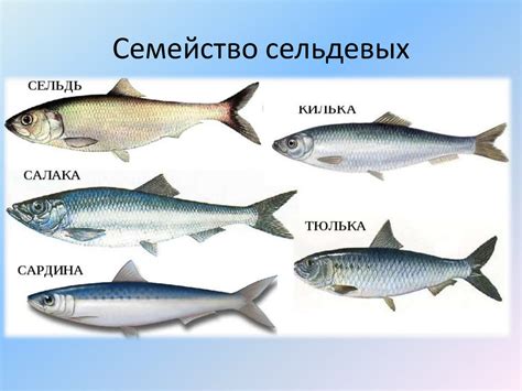 Рыбные глисты и пищевые продукты