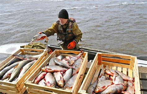 Рыбный промысел в морях России