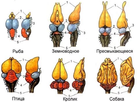 Рыбы и спящий мозг