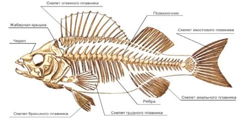 Рыбьи кости: полезность и риски