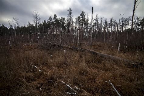 Рыжий лес чернобыль: одна из зон отчуждения