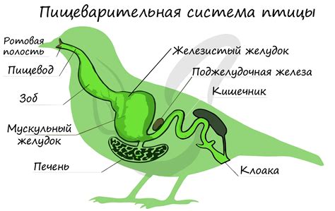 Рябина для поддержания энергетического баланса и укрепления пищеварительной системы птиц