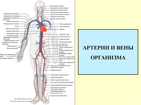 Ряд заболеваний организма, влияющих на кровообращение и уровень кровенаполнения в венах