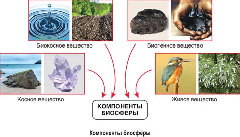 Ряска и ее основные компоненты