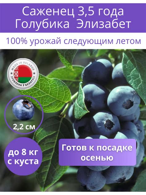 Сажаем голубику с крыжовником: как правильно и без ошибок